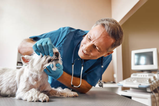 Best Emergency Dental Extractions in Mcmechen, WV